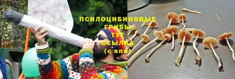 Псилоцибиновые грибы MAGIC MUSHROOMS  Заозёрный 